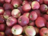 Apples fresh - фото 7