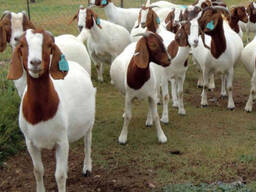 Boer Goats Saanen Goats For Sale/ Alive Boer Goat Alpine