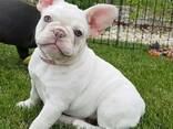 Французского бульдога - фото 2
