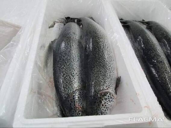 Fresh whole salmon fish