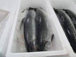 Fresh whole salmon fish