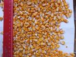 I will sell fodder corn, fodder barley for 5000 t - photo 1