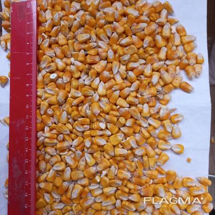 I will sell fodder corn, fodder barley for 5000 t