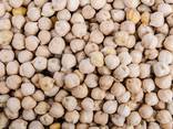 Export Chickpeas from Argentina - photo 1