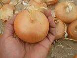 Onion - photo 1