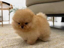 Померанского шпица