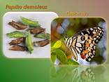Продажа куколок тропических бабочек, коконы бабочек, ферма - фото 9