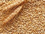 Пшеница продовольственная и фуражная, ячмень, кукуруза из России, Польши, Казахстана - фото 1