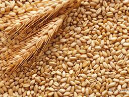 Пшеница продовольственная и фуражная, кукуруза из России, Польши, Украины и Казахскана