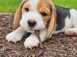 Щенки бигля ищут любящий дом - фото 2