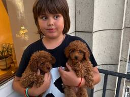 Щенков той-пуделя