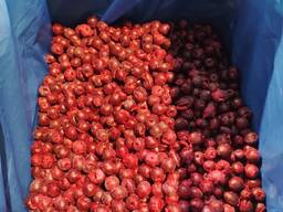 Sour cherry frozen iqf