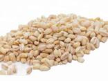 Wholesale Premium Quality Grains Wheat - photo 1