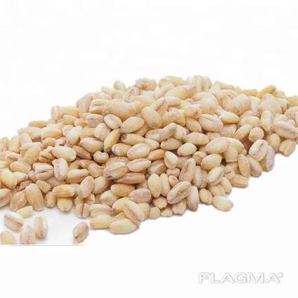 Wholesale Premium Quality Grains Wheat