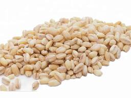 Wholesale Premium Quality Grains Wheat