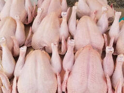 Wholesale Suppliers Premium Quality Halal Frozen Whole Chicken And Chicken Parts With Comp